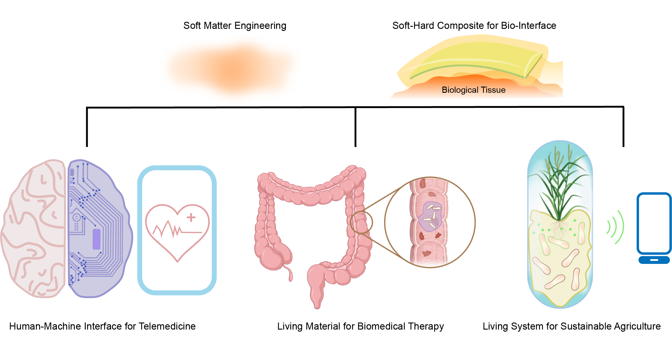 Lin Research Group research areas: biointerfaces, living materials, and sustainability