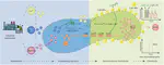 Our collaborative work on microbial hybrids for wastewater treatment is published in Nature Sustainability!