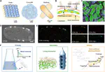 Our research paper on Semiconductor-Microbe Living Hybrids is published in Science Advances!