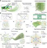 Damping chitin hydrogels by harnessing insect-cuticle-inspired hierarchical structures