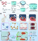3D mesenchymal stem cell exosome-functionalized hydrogels for corneal wound healing