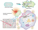 Bioengineering Living Biohybrid Therapeutics for Synergistic H2S Gaseous-Photothermal Cancer Eradication