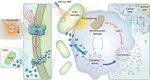Living Therapeutics for Synergistic Hydrogen-Photothermal Cancer Treatment by Photosynthetic Bacteria
