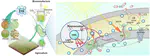 Closed-loop enhancement of plant photosynthesis via biomass-derived carbon dots in biohybrids