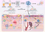 Engineered skin commensal nanogels mitigate psoriasiform inflammation through dual regulation of cutaneous flora and host immunity