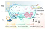 Rewiring energy flow in biohybrids for enhanced solar-driven biosynthesis