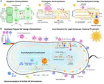 An anoxygenic photosynthesis-inspired dual biohybrid for light-enhanced chemical production