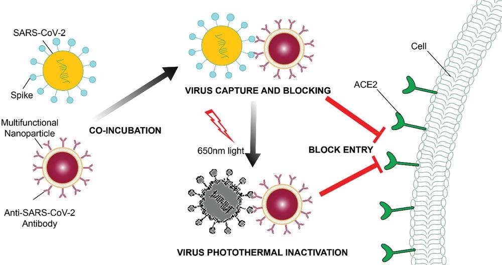 A Multifunctional Neutralizing AntibodyConjugated Nanoparticle