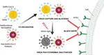 A Multifunctional Neutralizing Antibody-Conjugated Nanoparticle Inhibits and Inactivates SARS-CoV-2