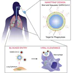 Nanotraps for the Containment and Clearance of SARS-CoV-2