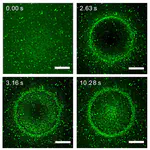 Structured Silicon for Revealing Transient and Integrated Signal Transductions in Microbial Systems